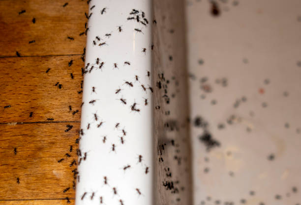 Best Ant Control Services  in Harrison, OH